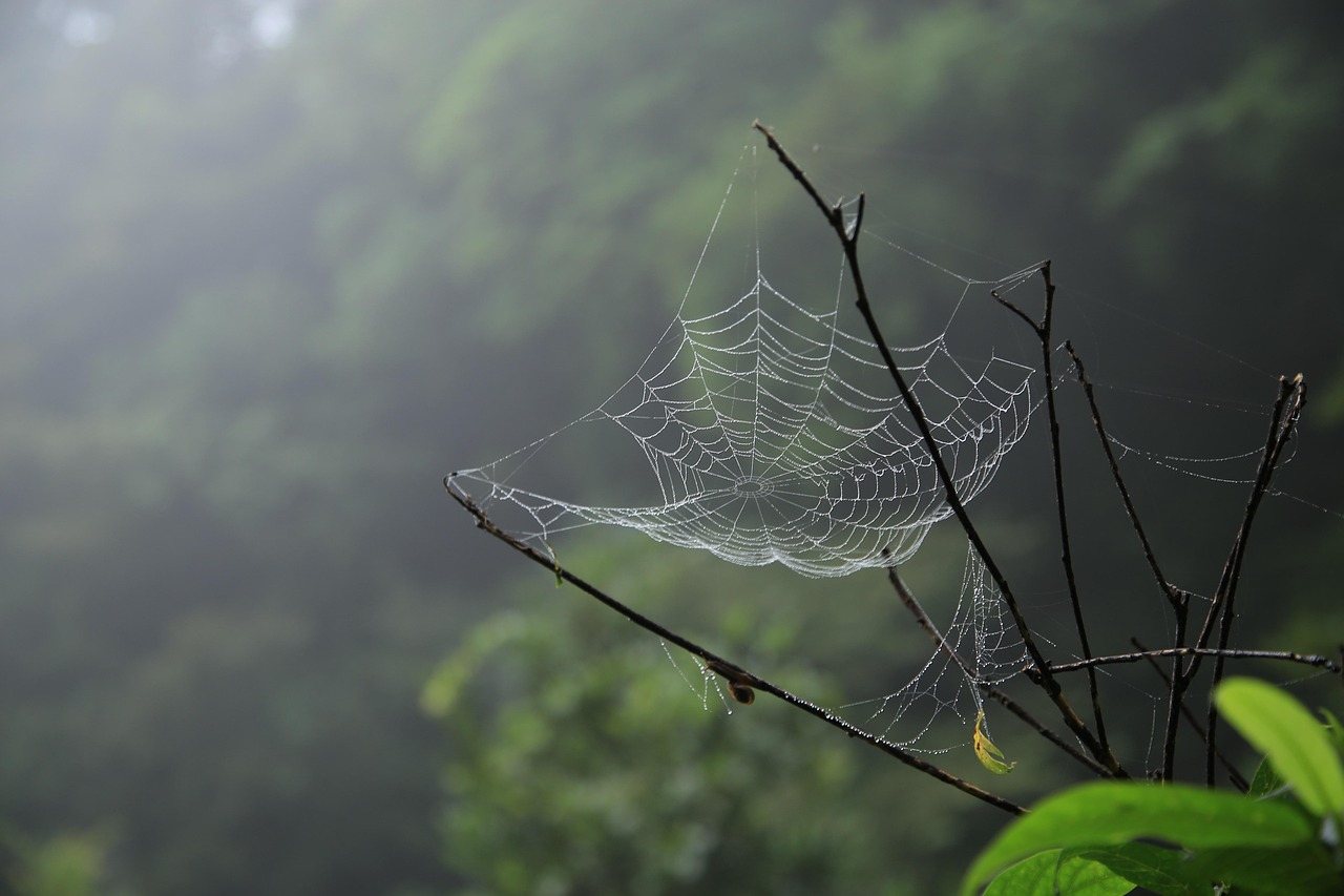 spider web falotier